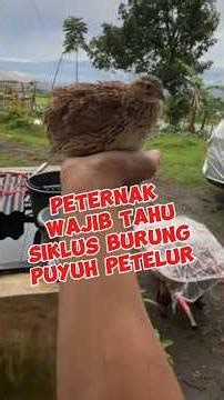 Breeders must know the cycle of laying quails