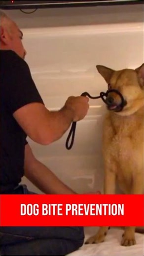 Dog Bite Prevention Tips #dogbite #aggresivedog #dogbiteprevention
