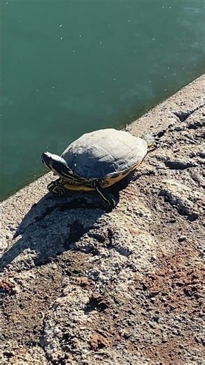 Red-Eared Slider Turtle 🐢 #redearedslider #shorts #trending #youtubeshorts #turtle