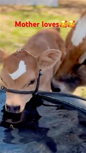 Inki Masoomiyat Toh Dekho! ❤️ #shorts #cuteanimals #naturelovers #farmfriends