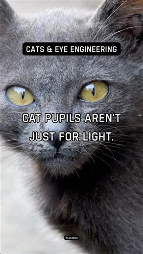 Cat pupils aren’t just for light. Shape enhances depth judgment during hunting.