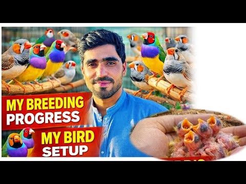 My Bird Breeding Progress | Amazing Finch Setup & Baby Chicks Update 🐣