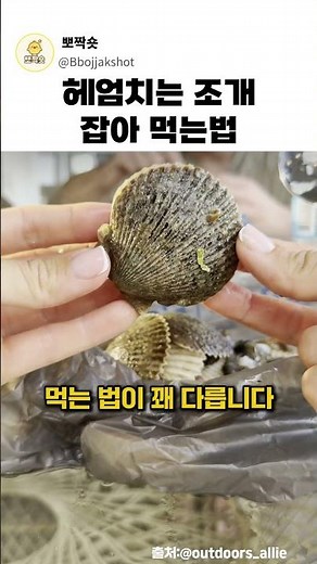 How to Catch and Eat Swimming Scallops #Foreigner #Scallop #CatchCatch #HowToEatScallops