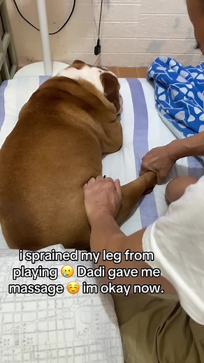 Our poor baby 🥺 #wilsonthebulldog #bulldogsoftiktok #myshayla #chunky