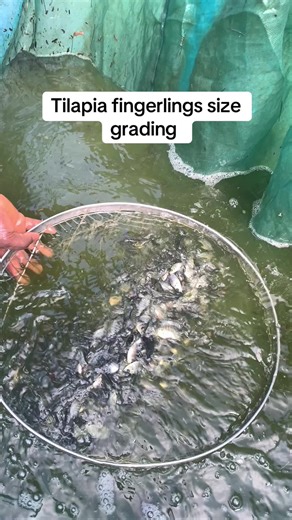 Tilapia Fingerlings Size Grading for Optimal Farming
