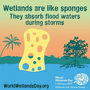 Wetlands function like sponges, absorbing and storing excess rainfall and reducing flood surges. During dry seasons in arid climates, wetlands release stored water, delaying the onset of droughts and minimizing water shortages. A world bank study has shown that if Colombo were to lose all its wetlands, flooding would shave off about 1% of its annual gross domestic product – resulting in losses of about $53 billion each year. Colombo has been losing its wetlands at an alarming rate. The remaining