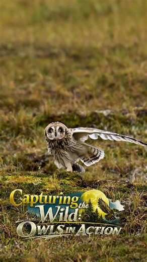 Capturing the wild: Owls in action, hidden predators & cinematic wildlife moments