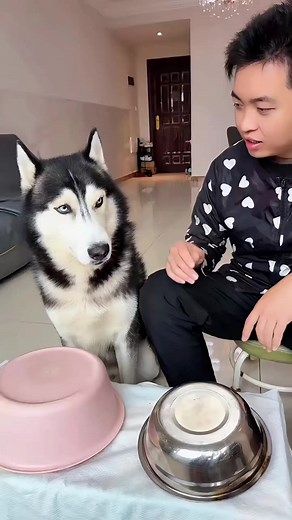 37K views · 296 reactions | Dog You're using all your dog-related ideas on dogs | Nice Time | Facebook