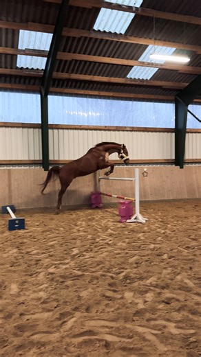 Camilla Schmidt on Instagram: "Happy new year! 🥳 Wer hat auch die Tradition Freispringen zum Neujahr im Stall zu machen? 🤩🐴 Meine Pferde lieben es total und ich will jetzt wieder wöchentlich das Freispringen auf den Trainingsplan setzen. Mein Pferd Tyson liebt es sichtlich! Er ist immer so Mega happy nach jedem Sprung und läuft direkt selbst in den Parcours bzw. die Sprungreihe rein. 🤭🤩"