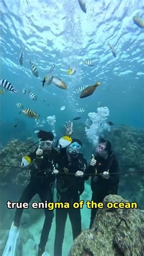 Discover 3 Incredible Sea Creatures Like Sci-Fi Movies