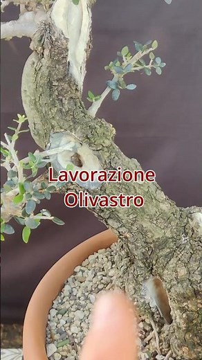 Filatura e Shari su Olivastro Bonsai - Facciamolo Insieme