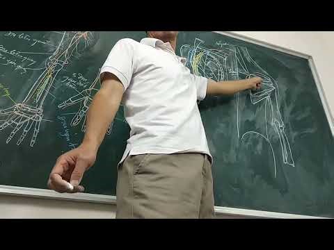 2019 UPPER LIMB ANATOMY Lesson 2.5 Back Muscles