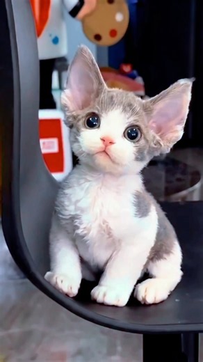 Alien Cat #cats #pets