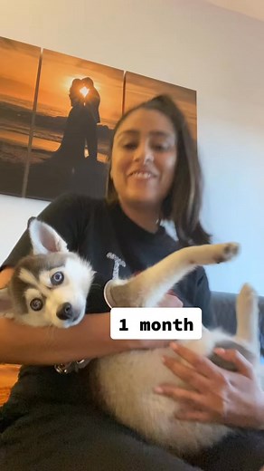 1.6K views · 68 reactions | All grown up ❤️ #timeline #mybabydog #dogs #pomsky #fyp | Ronald N. Parker | Facebook