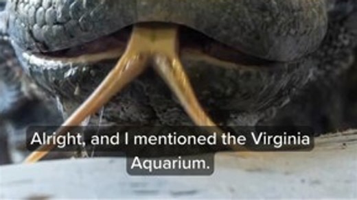 Meet Voltron, the newest reptile at the Virginia Aquarium