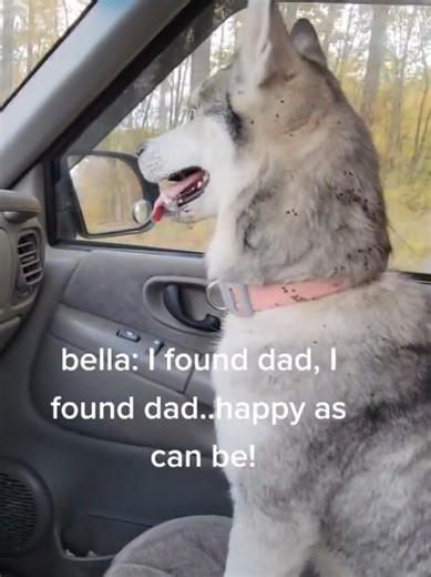 RIP my sweet girl | tree stand