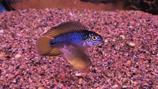 JUST NU JÄTTEFINA APISTOGRAMMA BORELLII HEMMA‼️🐟 Apistogramma borellii är en fredlig och färgstark dvärgciklid från Sydamerika. (Brasilien, Paraguay, Argentina) Utseende: Hanarna blir vackert blå-gula till citrongula under leken, medan honorna blir intensivt gula med svarta markeringar när de vaktar yngel. De är bland de mildaste arterna inom Apistogramma-släktet. Blir ca 6cm. Akvariebehov: De föredrar ett välinrett akvarium med mycket vegetation, rötter och grottor att gömma sig i och leka i. 