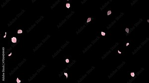 Falling pink petals. Sakura in spring. rose petals.transparent background.loop video.(079)