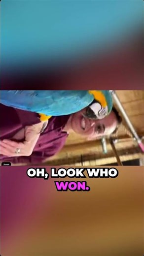 Bird drama and jealousy: two birds argue over 'mom' while Gizmo stays unimpressed