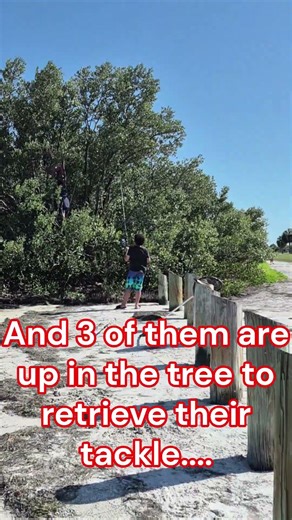 Tree Fishing... Der de der de der!!!! And you think I'M a Menardo! #short