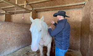 Steve shows you some horse tips that will make all the difference in your horsemanship. A horse light in your hands is a delight so many riders miss out on https://steve-young-horsemanship.myshopify.com/ | Steve Young horsemanship