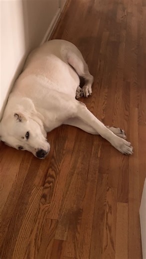 Large Marge on Instagram: "Professional Hall Monitor! Marge often likes to ploop herself right in the middle of the hallway. You have to make sure to step over her carefully while also acknowledging her presence with a pat or rub. These are the rules of the house I just follow them. #largemarge #bigdogs #rescuedog #dogsintheway #gampr"