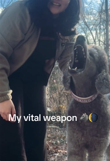 Effective Techniques for Target Barking in Dog Training