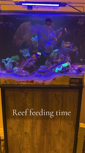 Feeding Time in My Saltwater Aquarium