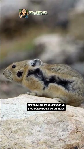The REAL LIFE Pikachu Exists?! Meet the Adorable pika