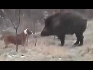 Pitbull vs wild boar. Hunting wild boar with pitbull.