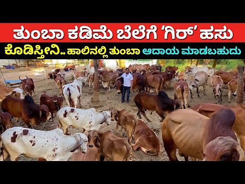 Desi gir cow farming in Karnataka | nati hasu sakanike Kannada | A2 milk dairy farm | Gyr Kankrej