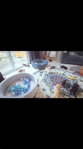 89 reactions · 14 comments | Exploring is what puppies do best 殺 | Lovebug Doxies | Facebook