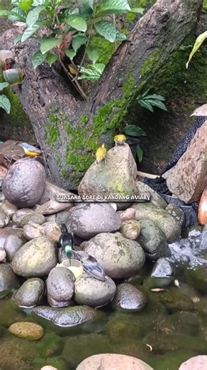 Suasana Sore Di Kandang Aviary #kicaumania #burung #birds #aviary #bird #burungkicau #kicau #nature