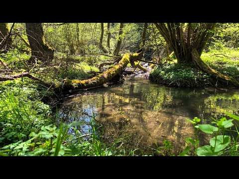 LIVE 24/7 Pure Presence 🌿 The Mossy Brook - Deep Relaxation & Baby Sleep Aid (32-bit Float, Full HD)
