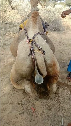 When the balloon was placed on the camel’s back, everything burst as it moved its tail