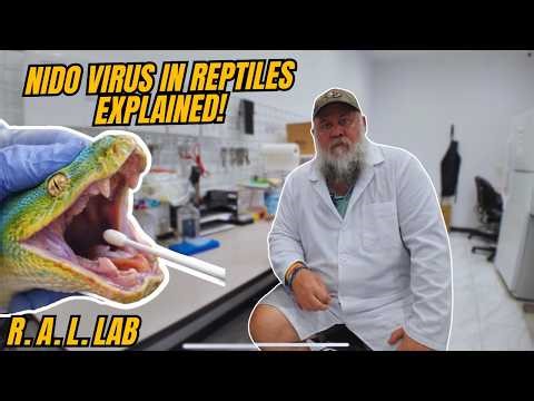 Inside a Reptile Laboratory 🧪 | How Snakes Are Tested for Nidovirus - Private tour and Q&A