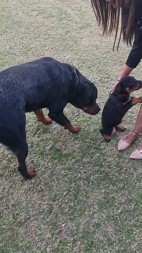 the day mum brought home our fiesty Ms Harley Quinn : My daughter ❤️ #fyp #HoomanMumAndFurBaby #MumsWorld #rottweilersoftiktok #ZeusTheRottweiler #HarleyQuinn @ms_k_md
