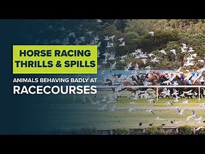 FUNNY HORSE RACING MOMENTS: Racecourse thrills & spills from the equine sport of kings | Horse fails