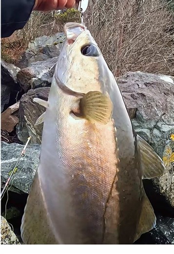 Fishing in Scotland's Highland Lochs: Catching Nice Fish