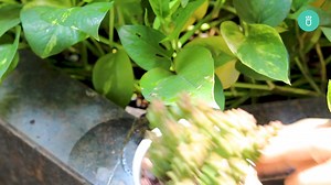 17K views · 236 reactions | Unlock the secrets to a vibrant Crassula life with our easy-to-follow care routine  | Succulents Box | Facebook