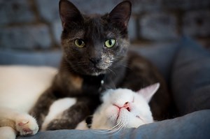 Feline Fine at New York’s Cat Cafes
