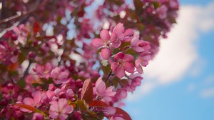 What's the Problem With an Early Spring? | Britannica