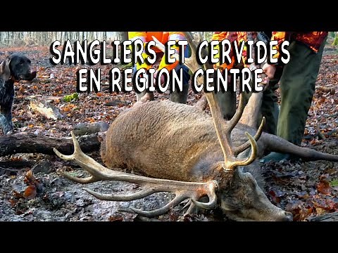 Beating with big game in Eure & Loir Part 1