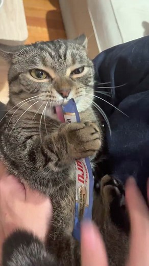 Cat Eating Churu Compilation