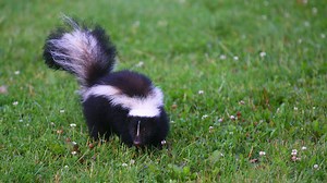 Rabid skunk removed from neighborhood in Gloucester Township, New Jersey, health officials say