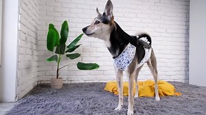 Pet clothing after surgery. cute mixed breed dog wearing post operational protective shirt barking at someone behind the door