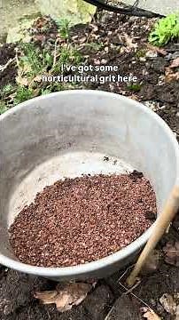 Two ways to protect emerging perennials from slug and snail damage #gardenerben