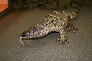 Black throated monitor - Alchetron, The Free Social Encyclopedia
