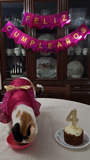 i want to introduce my kitty Susy to all my friends on yoytube.She got 4 years in jenuary 16.