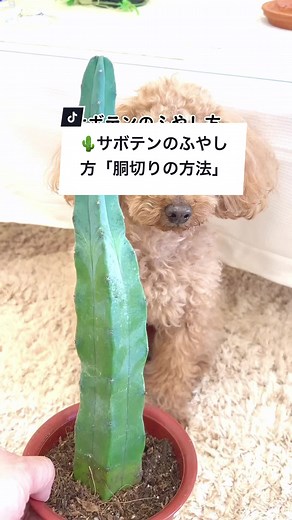 サボテンのふやし方：胴切りの方法